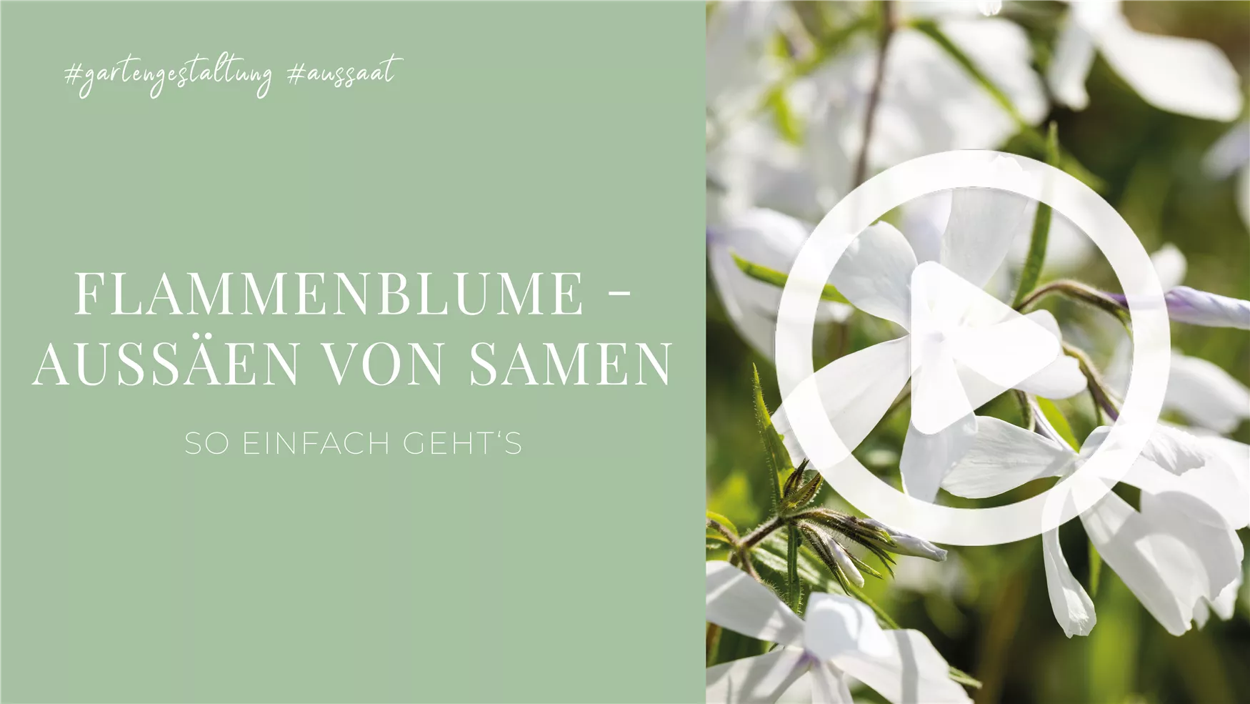 Flammenblume - Aussäen von Samen