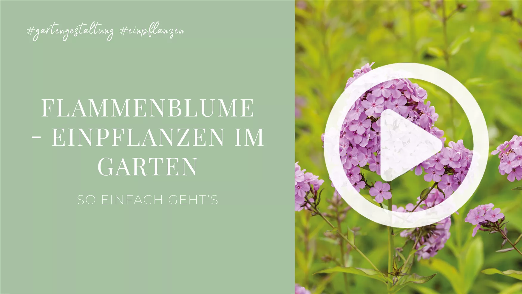 Flammenblume - Einpflanzen im Garten