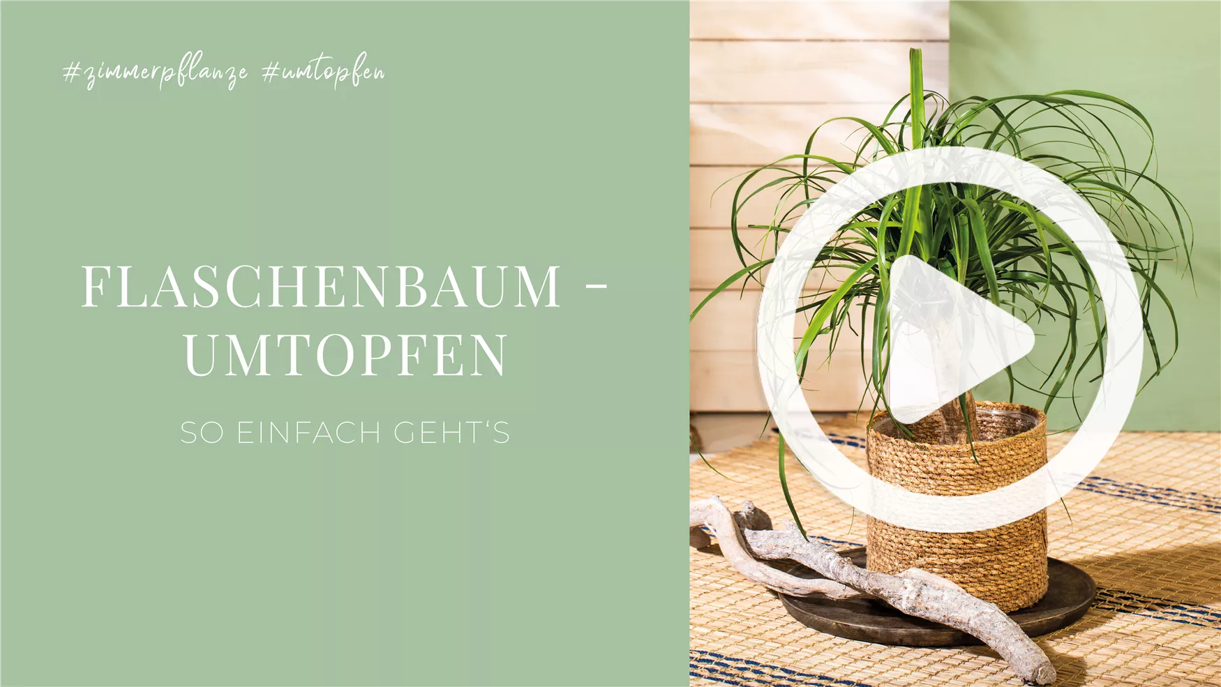 Flaschenbaum - Umtopfen