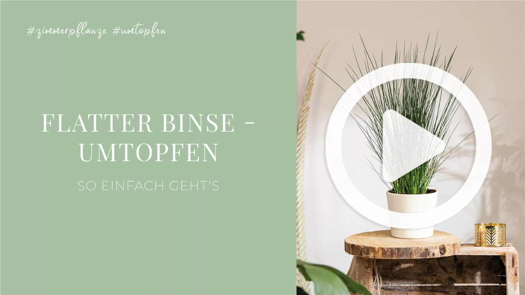 Flatter Binse - Umtopfen