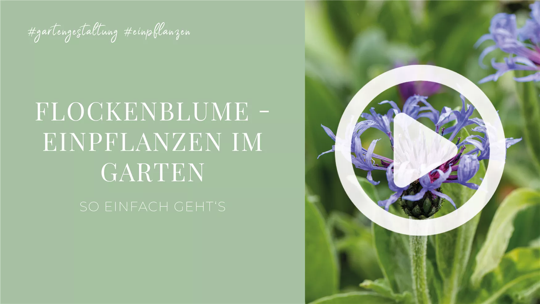 Flockenblume - Einpflanzen im Garten