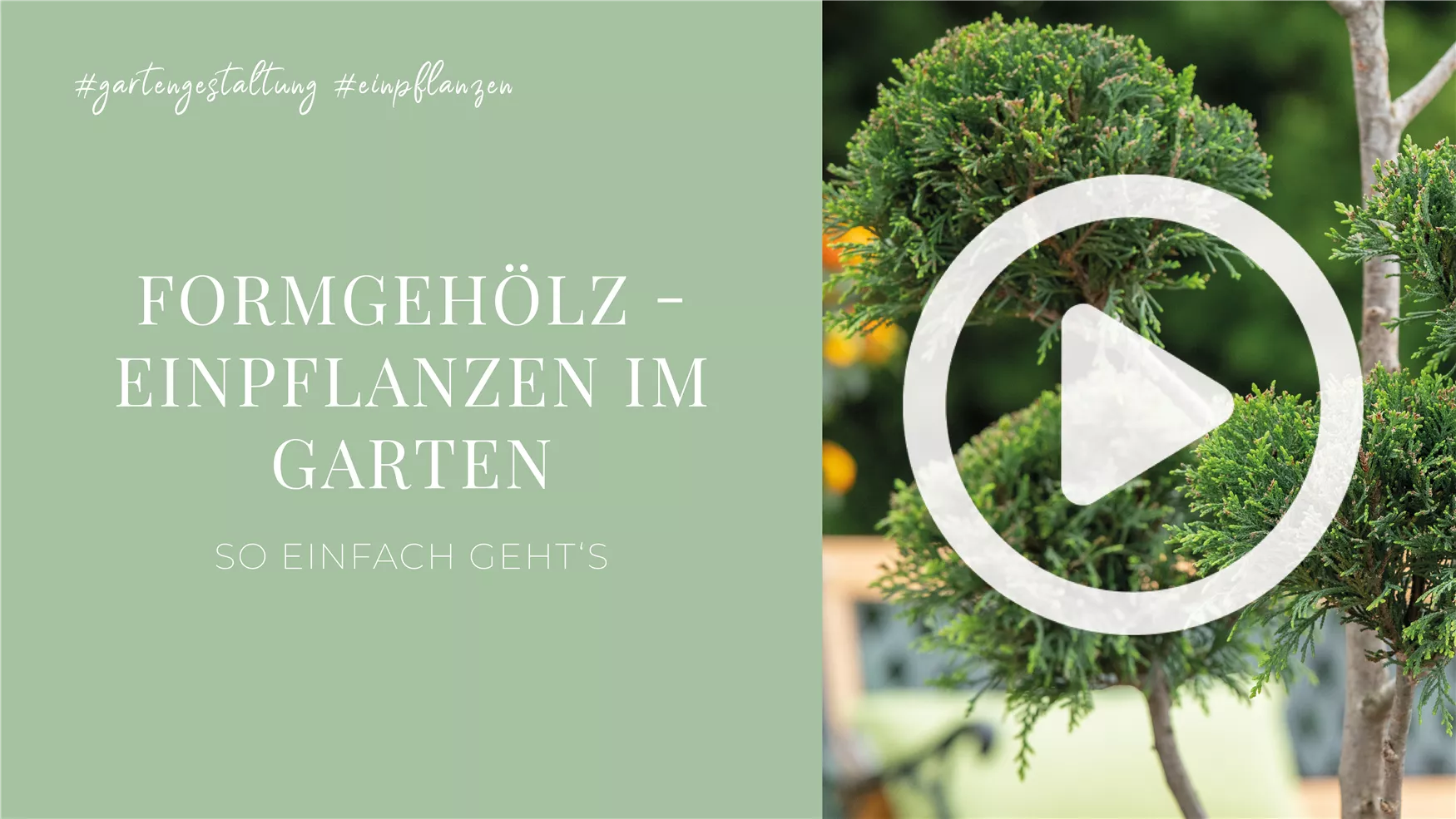 Formgehölz - Einpflanzen im Garten