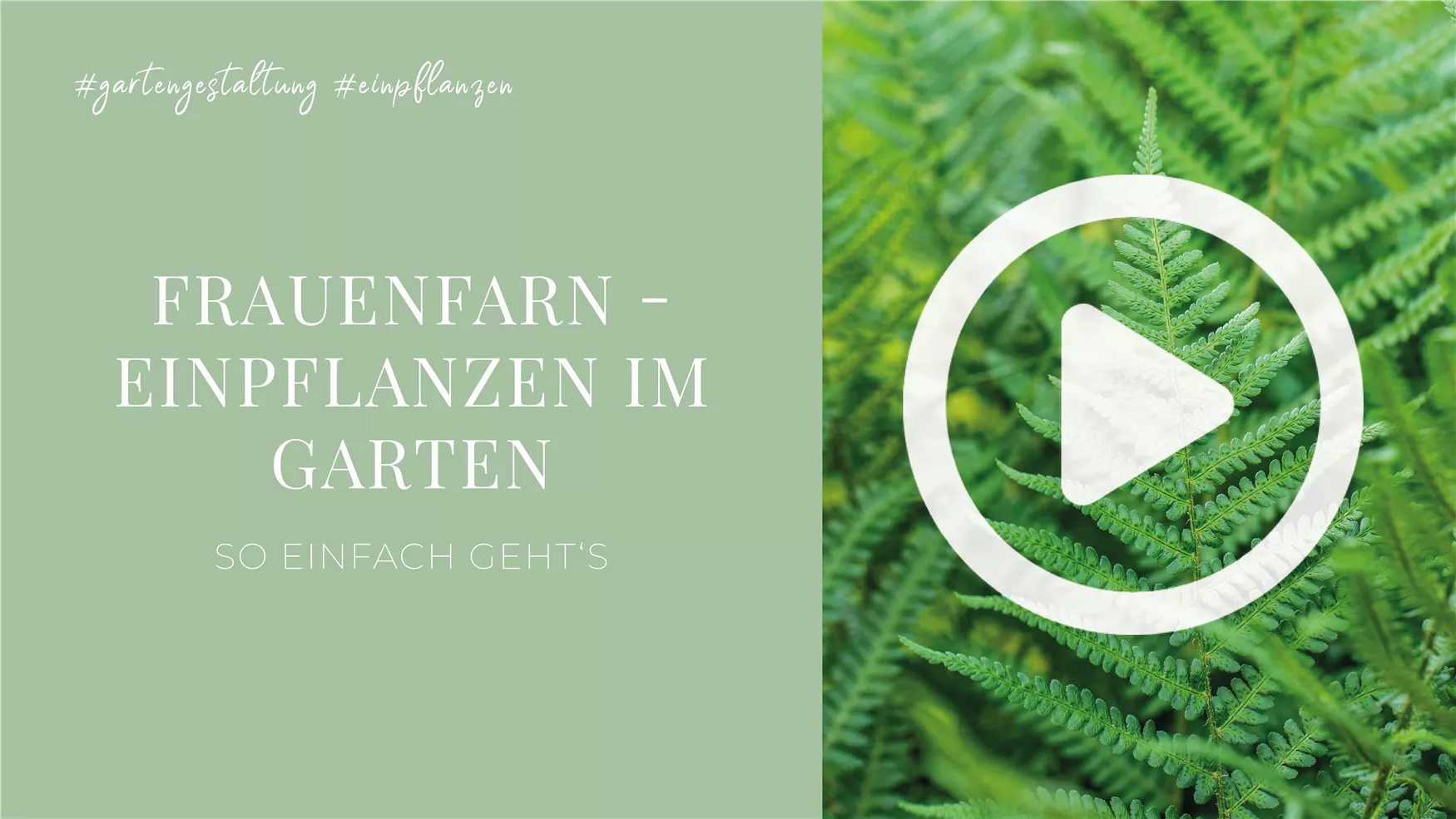 Frauenfarn - Einpflanzen im Garten