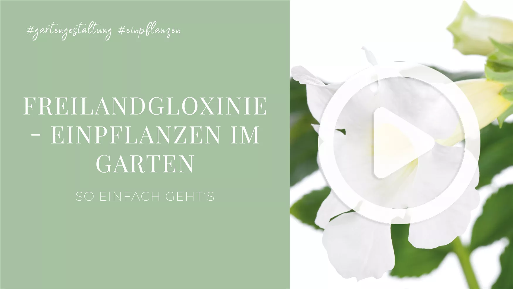 Freilandgloxinie - Einpflanzen im Garten