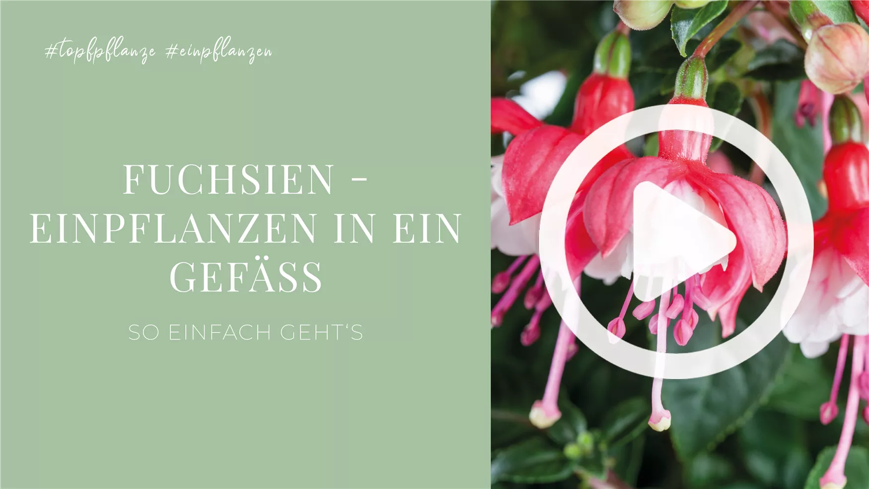 Fuchsien - Einpflanzen in ein Gefäß