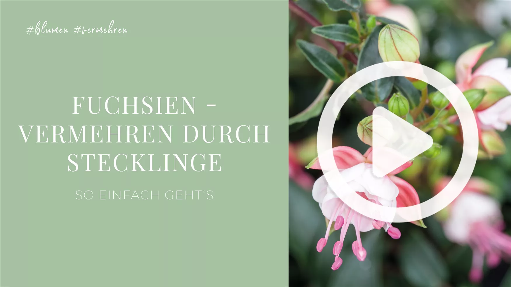 Fuchsien - Vermehren durch Stecklinge