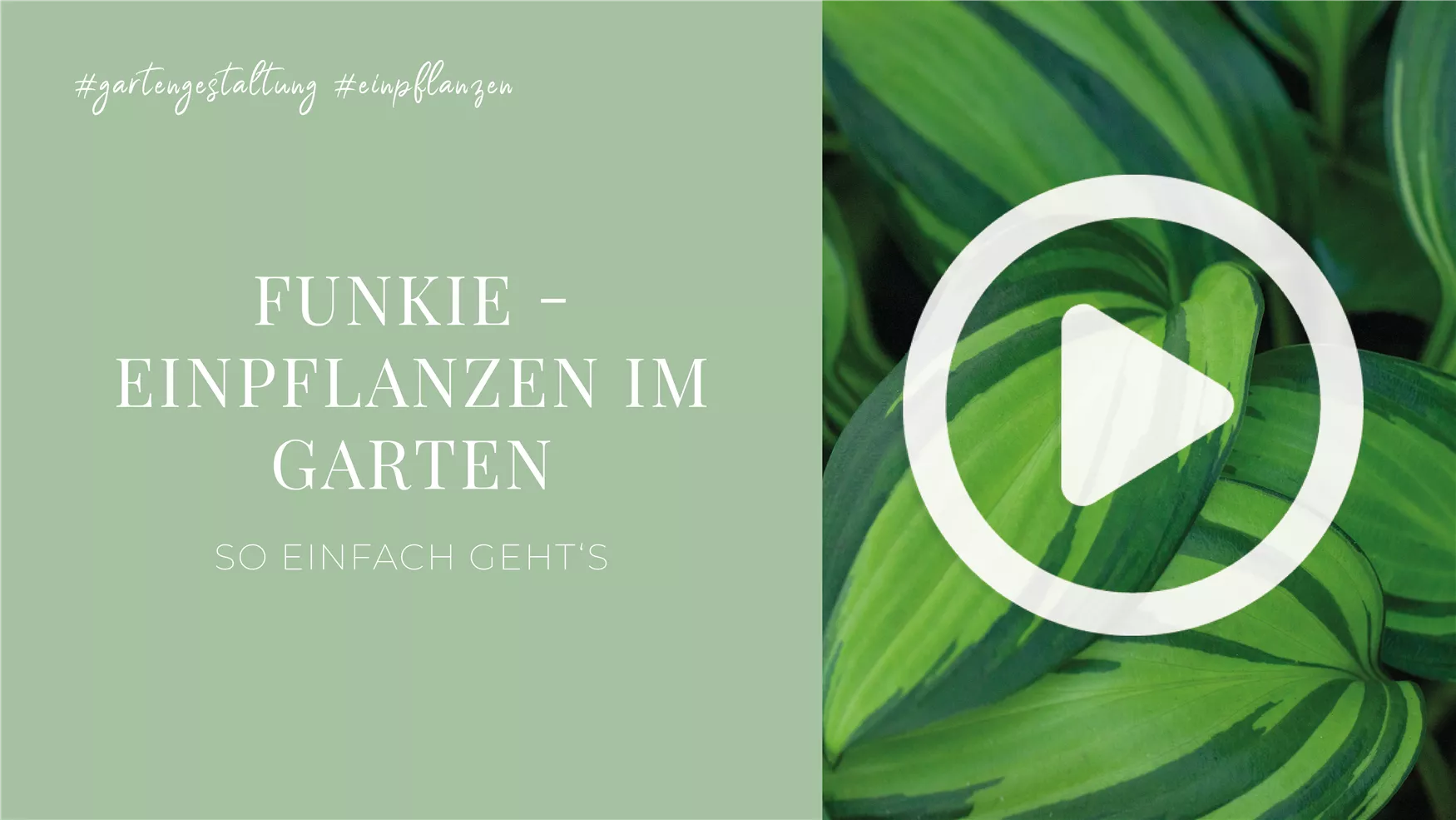 Funkie - Einpflanzen im Garten