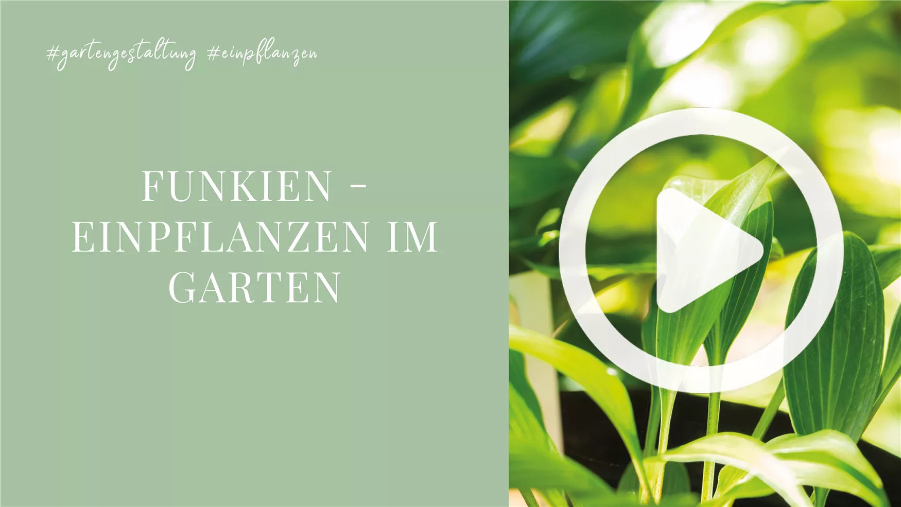 Funkien - Einpflanzen im Garten