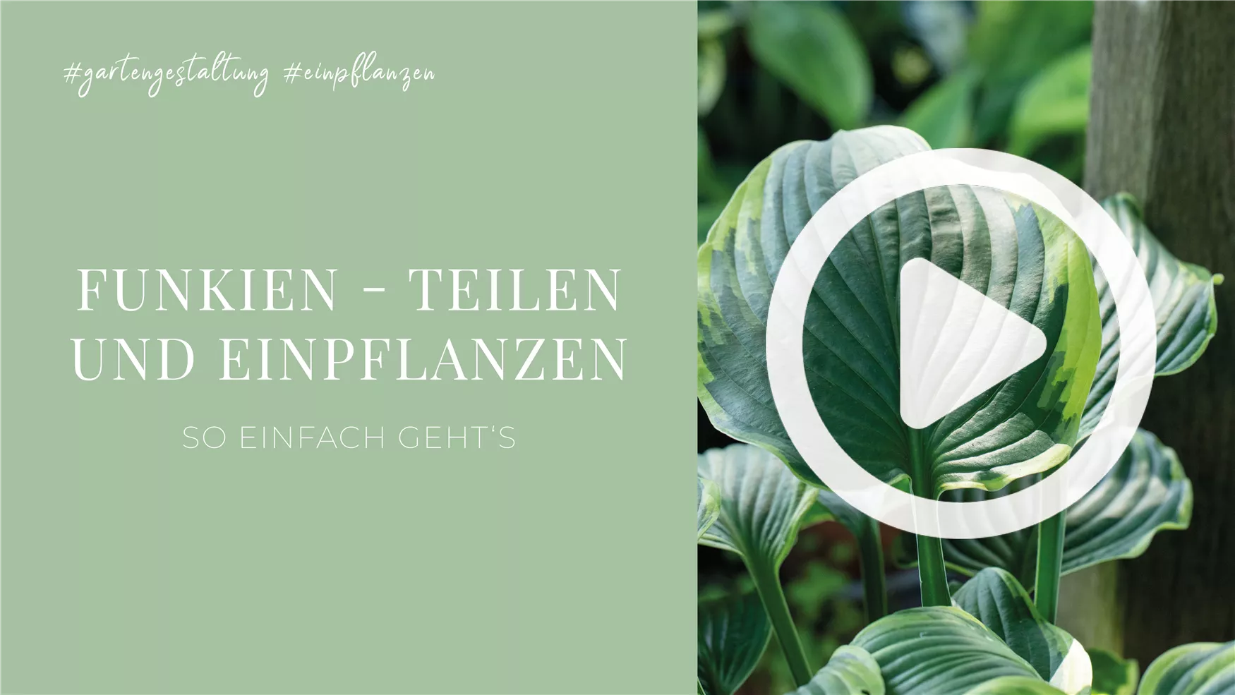 Funkien - Teilen und Einpflanzen