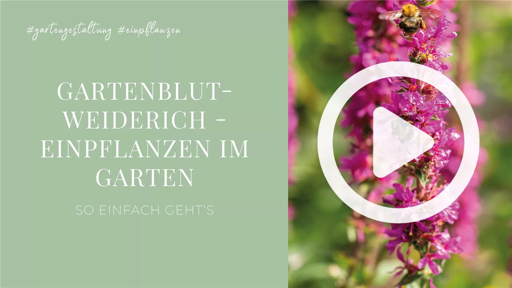 Gartenblutweiderich - Einpflanzen im Garten