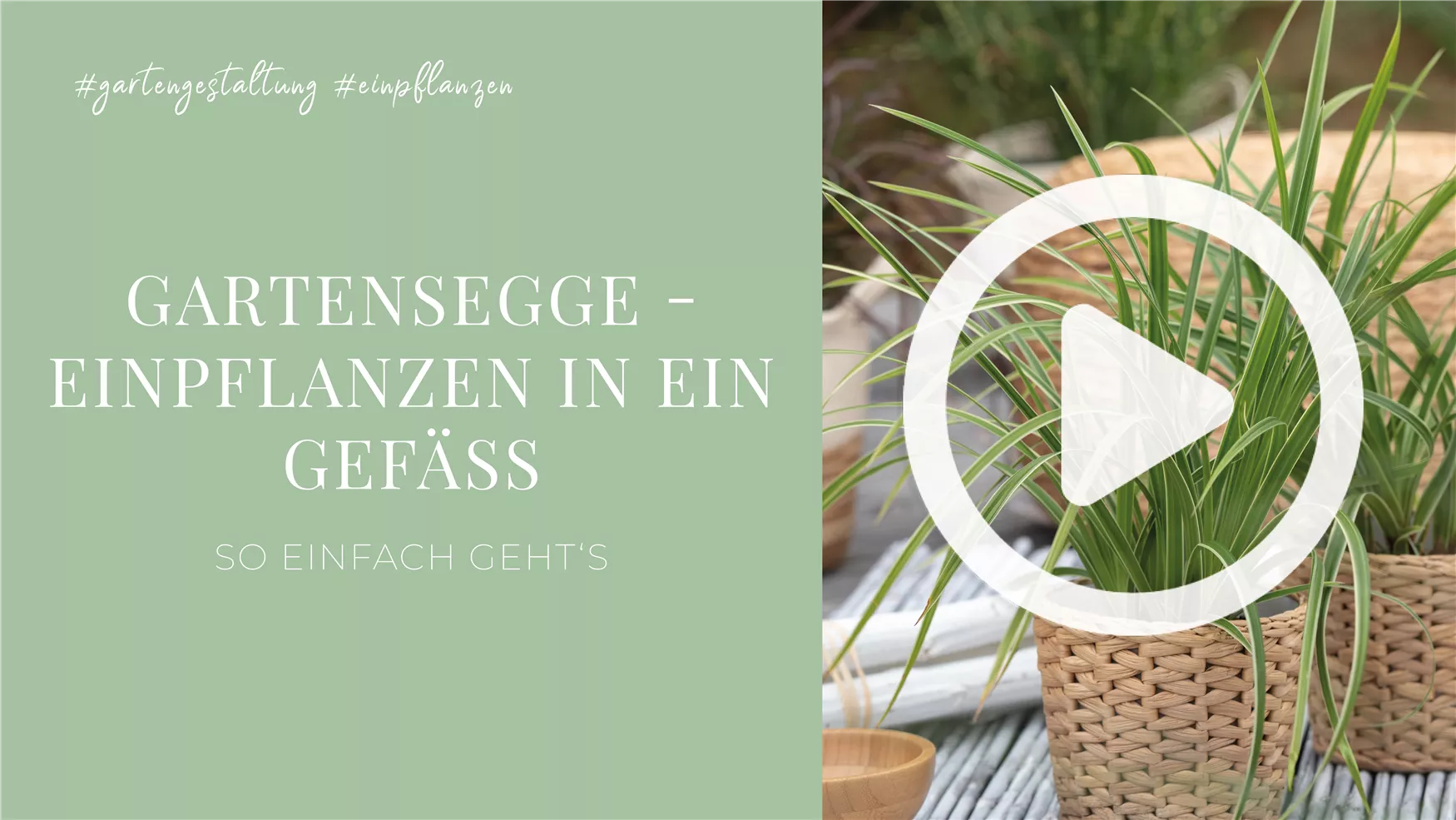 Gartensegge - Einpflanzen in ein Gefäß