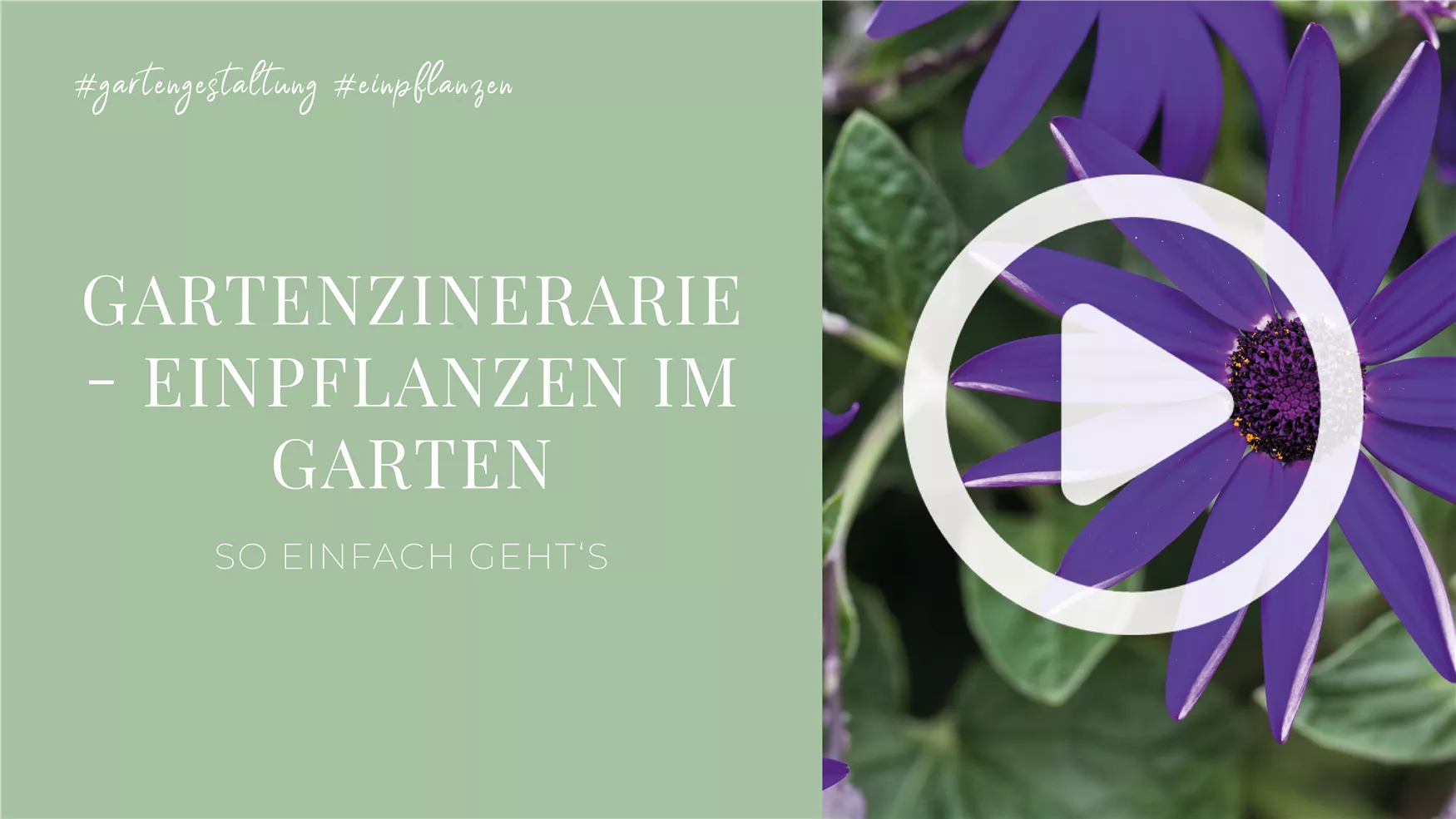 Gartenzinerarie - Einpflanzen im Garten