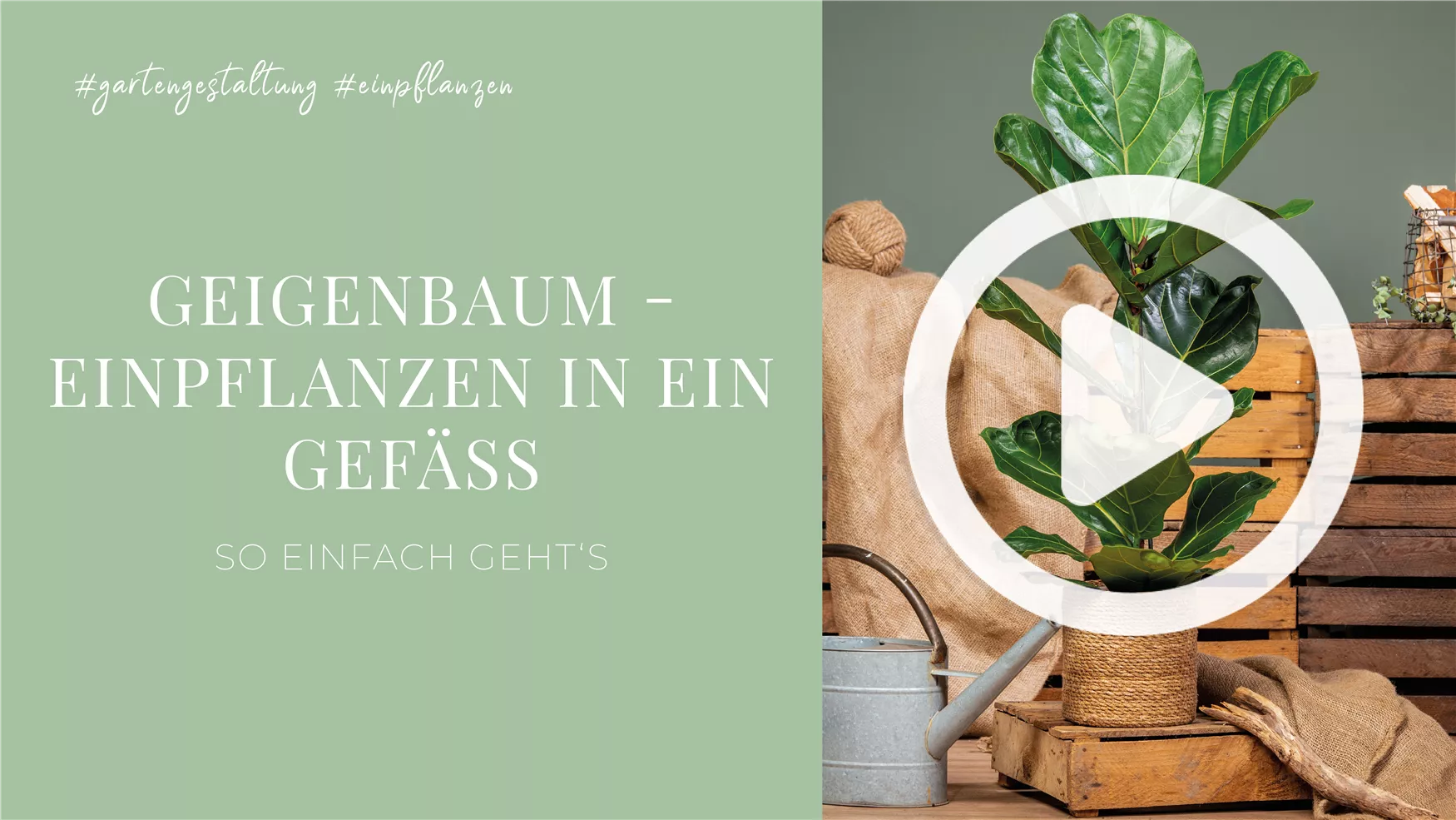 Geigenbaum - Einpflanzen in ein Gefäß