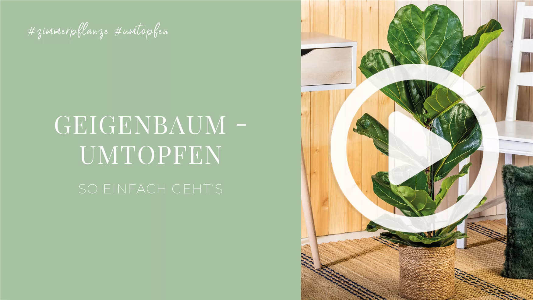 Geigenbaum - Umtopfen