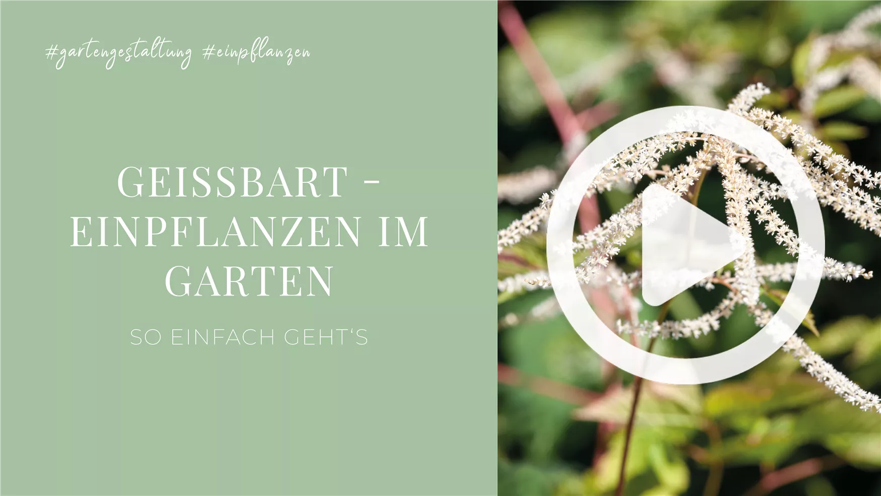 Geißbart - Einpflanzen im Garten