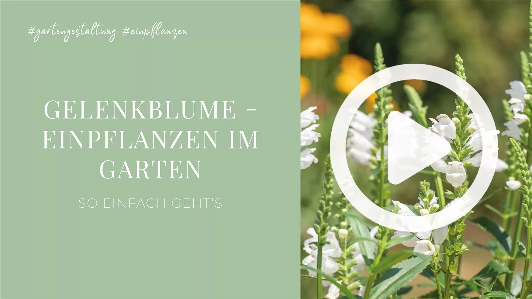 Gelenkblume - Einpflanzen im Garten