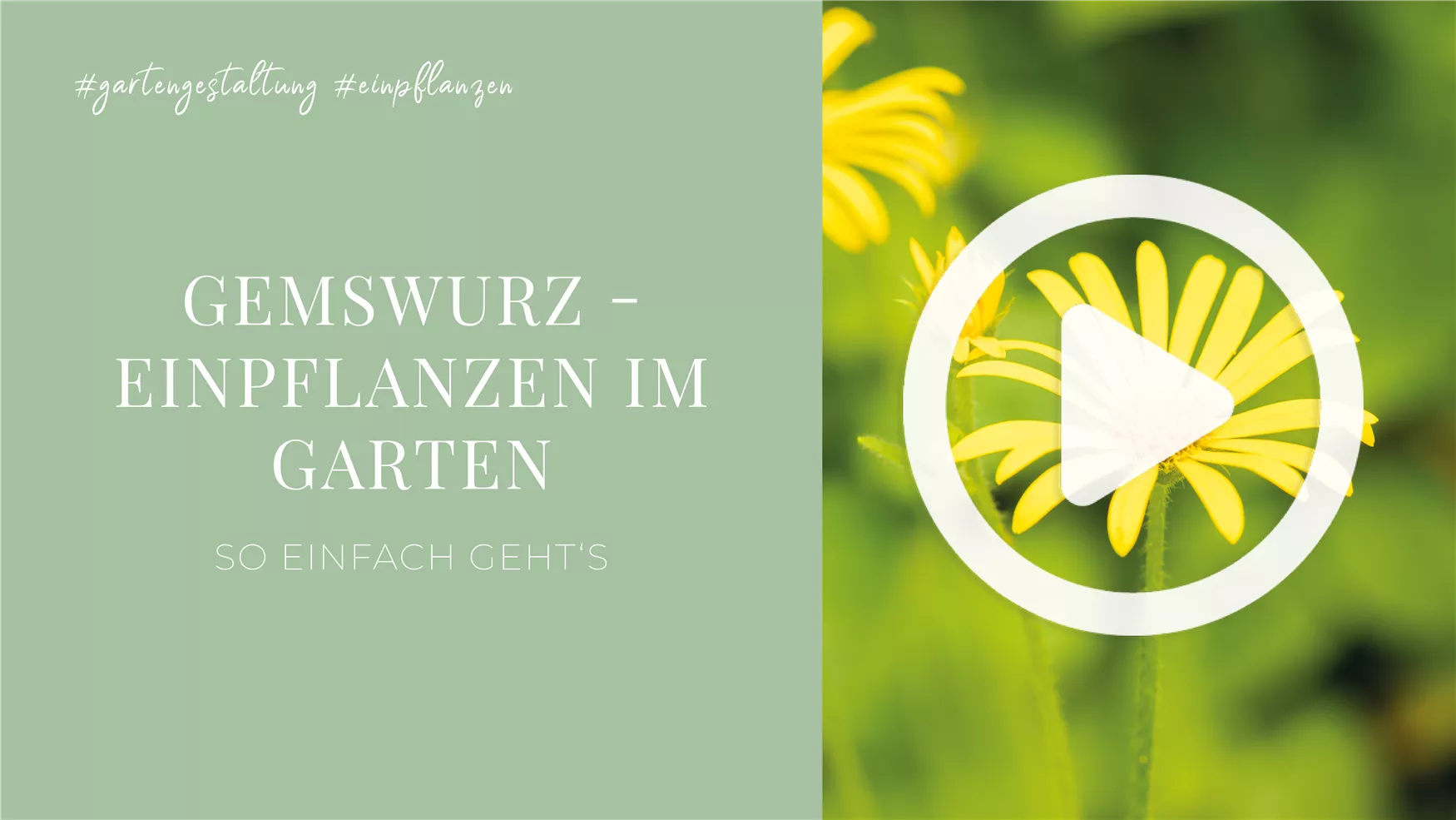 Gemswurz - Einpflanzen im Garten