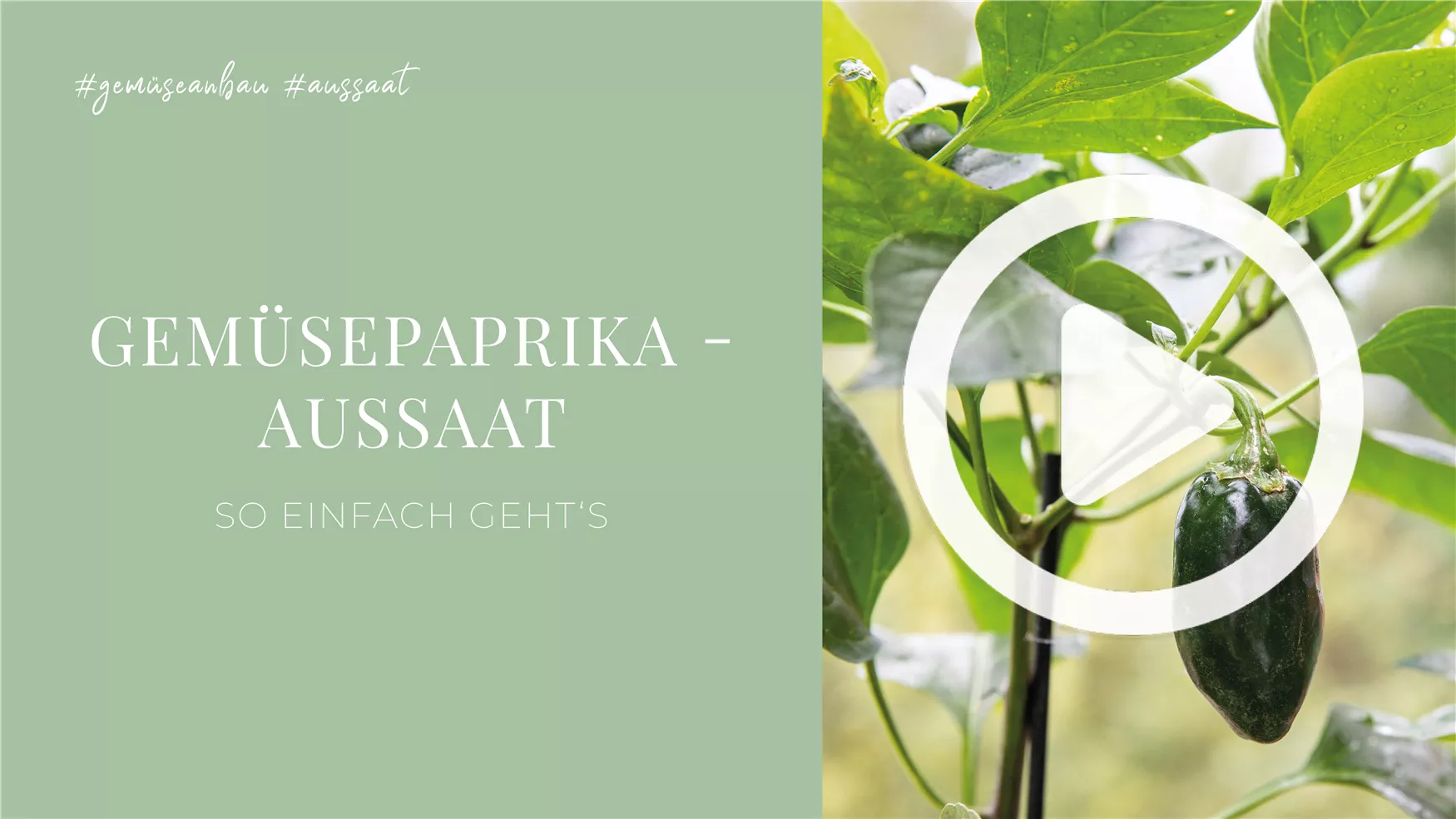 Gemüsepaprika - Aussaat