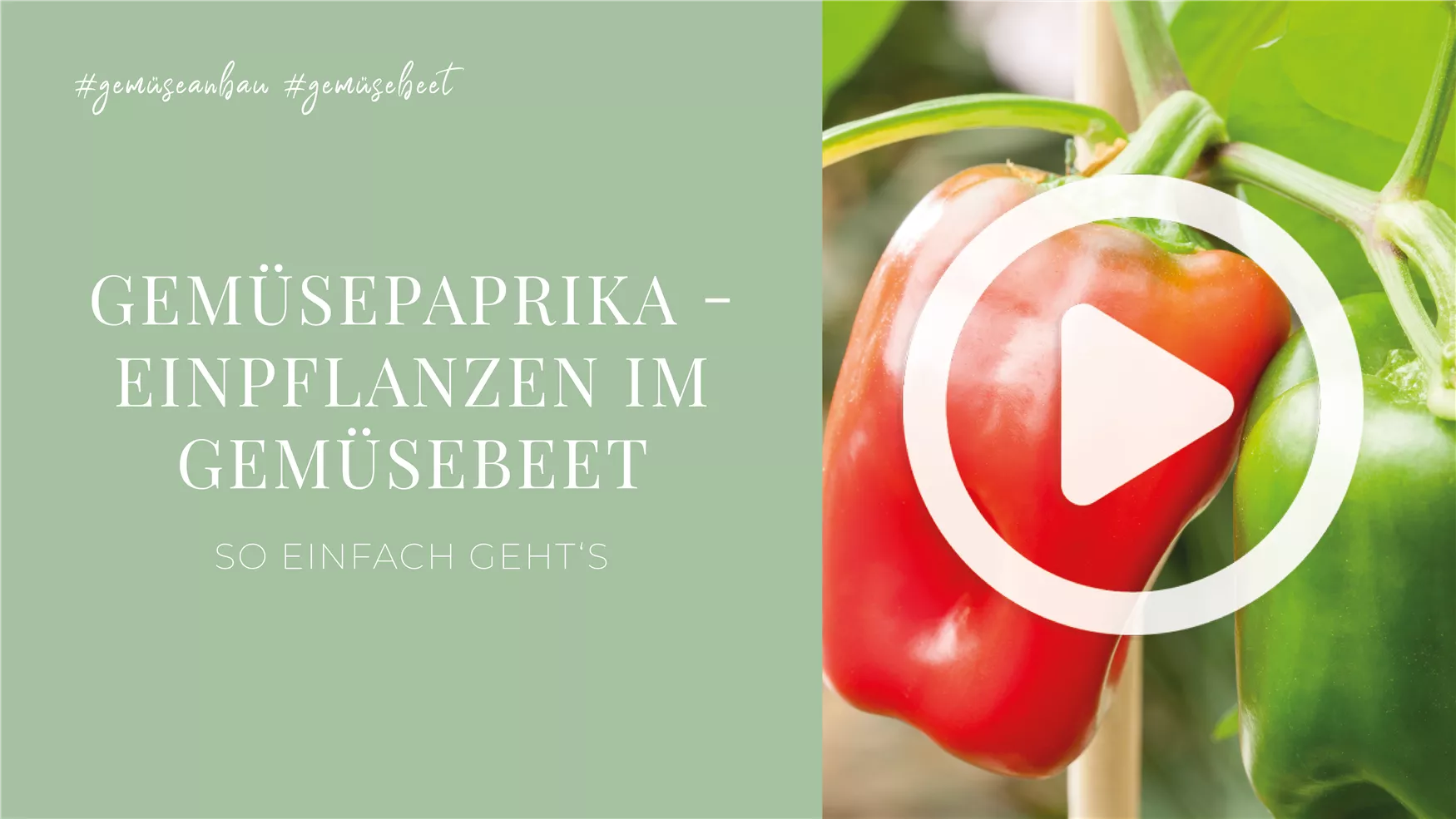 Gemüsepaprika - Einpflanzen im Gemüsebeet