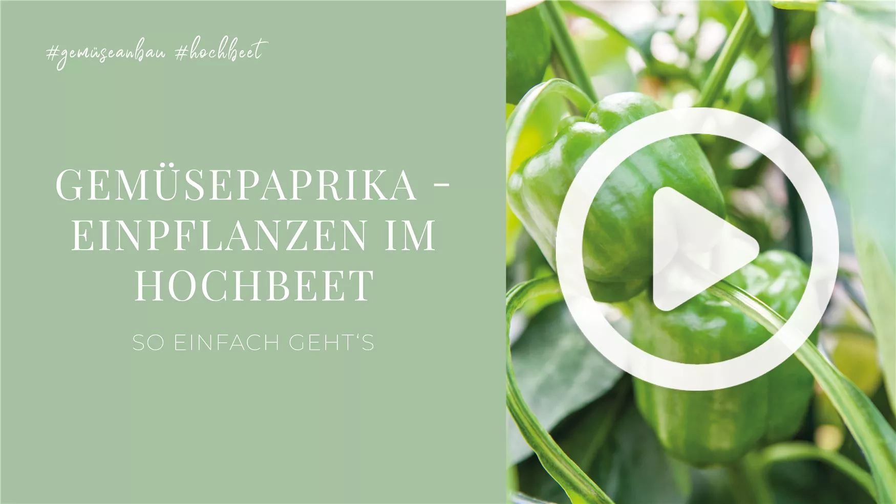 Gemüsepaprika - Einpflanzen im Hochbeet