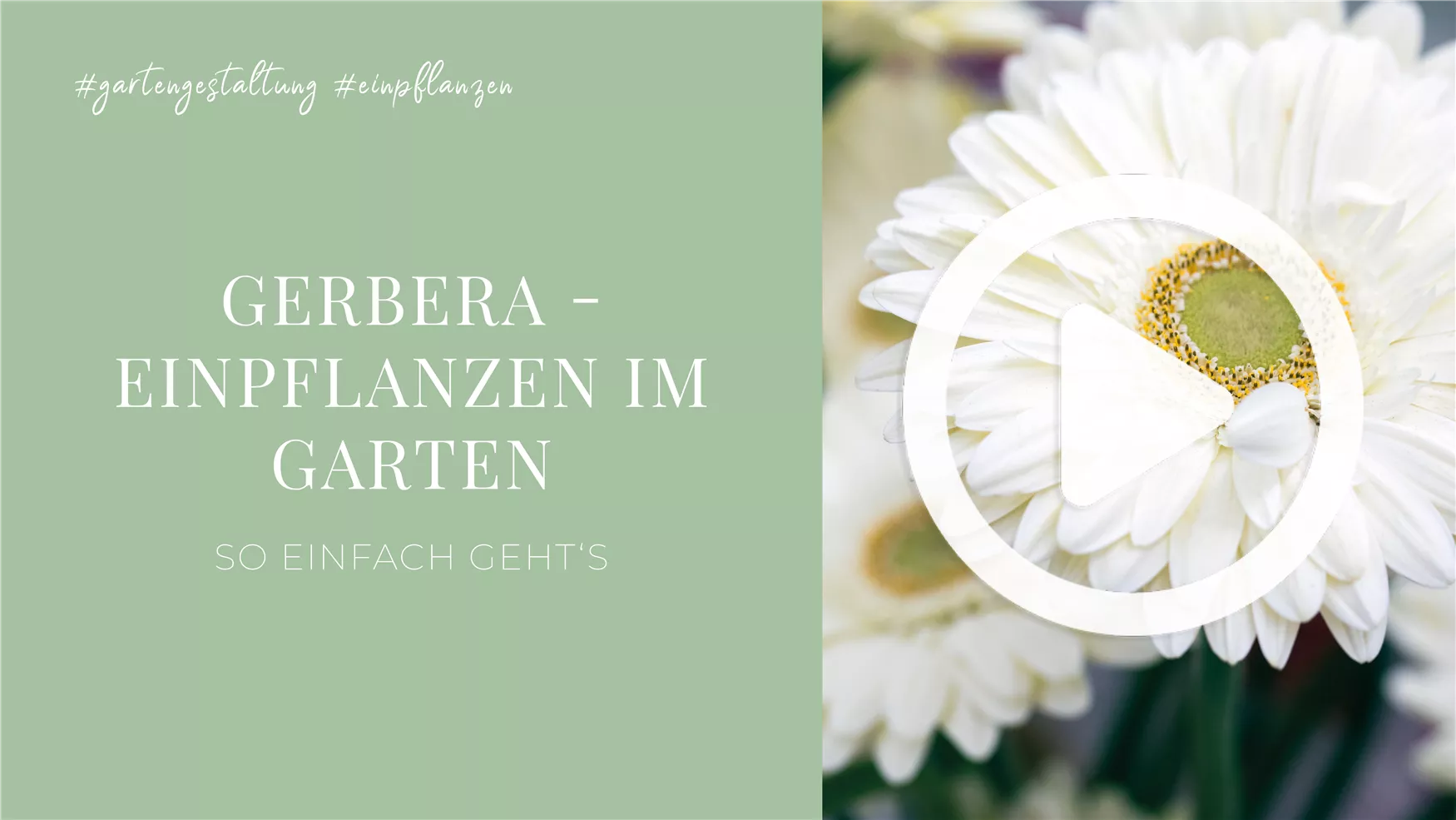 Gerbera - Einpflanzen im Garten