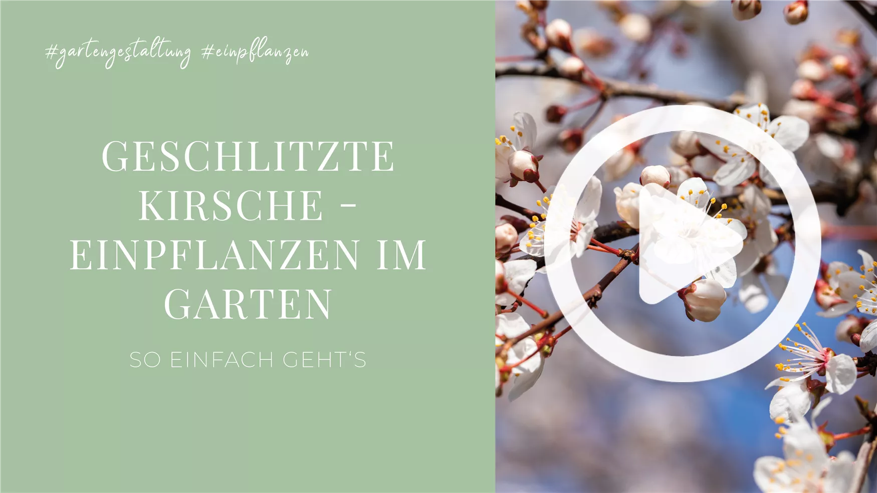 Geschlitzte Kirsche - Einpflanzen im Garten