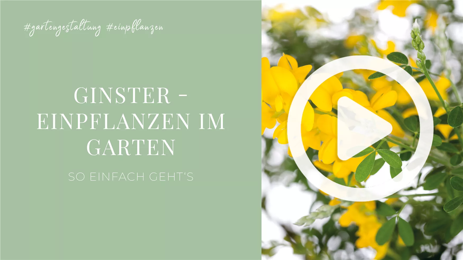 Ginster - Einpflanzen im Garten