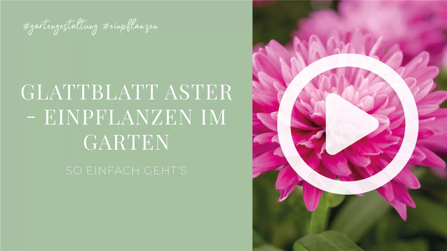 Glattblatt Aster - Einpflanzen im Garten