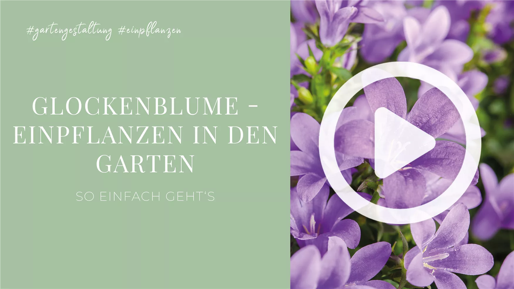 Glockenblume - Einpflanzen in den Garten