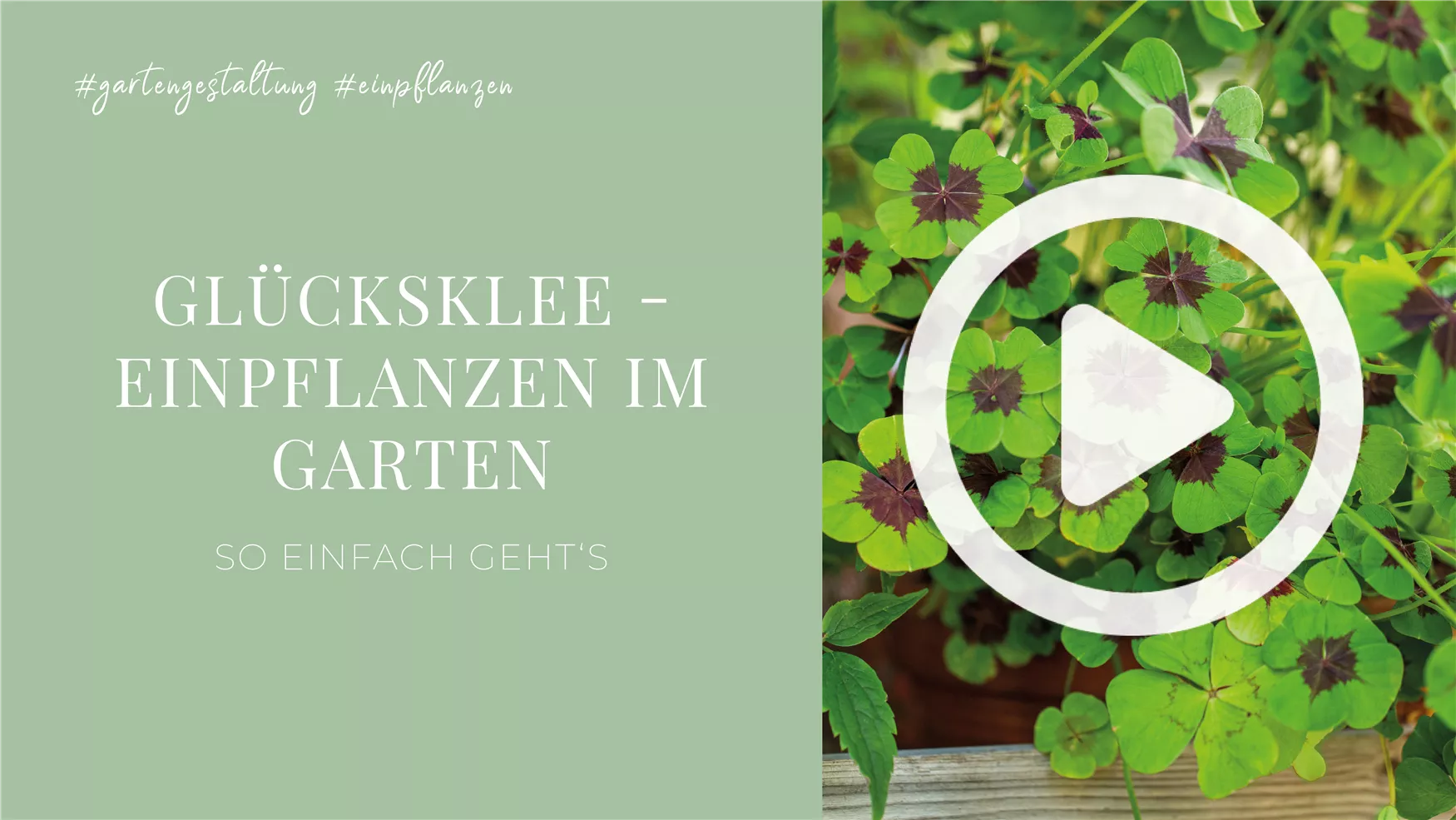 Glücksklee - Einpflanzen im Garten