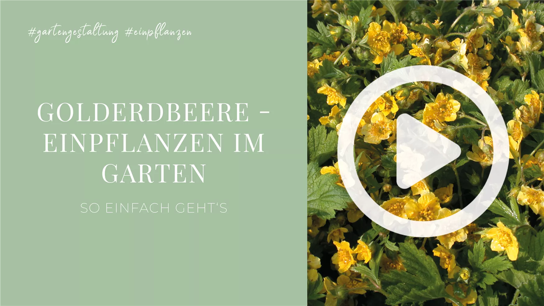 Golderdbeere - Einpflanzen im Garten