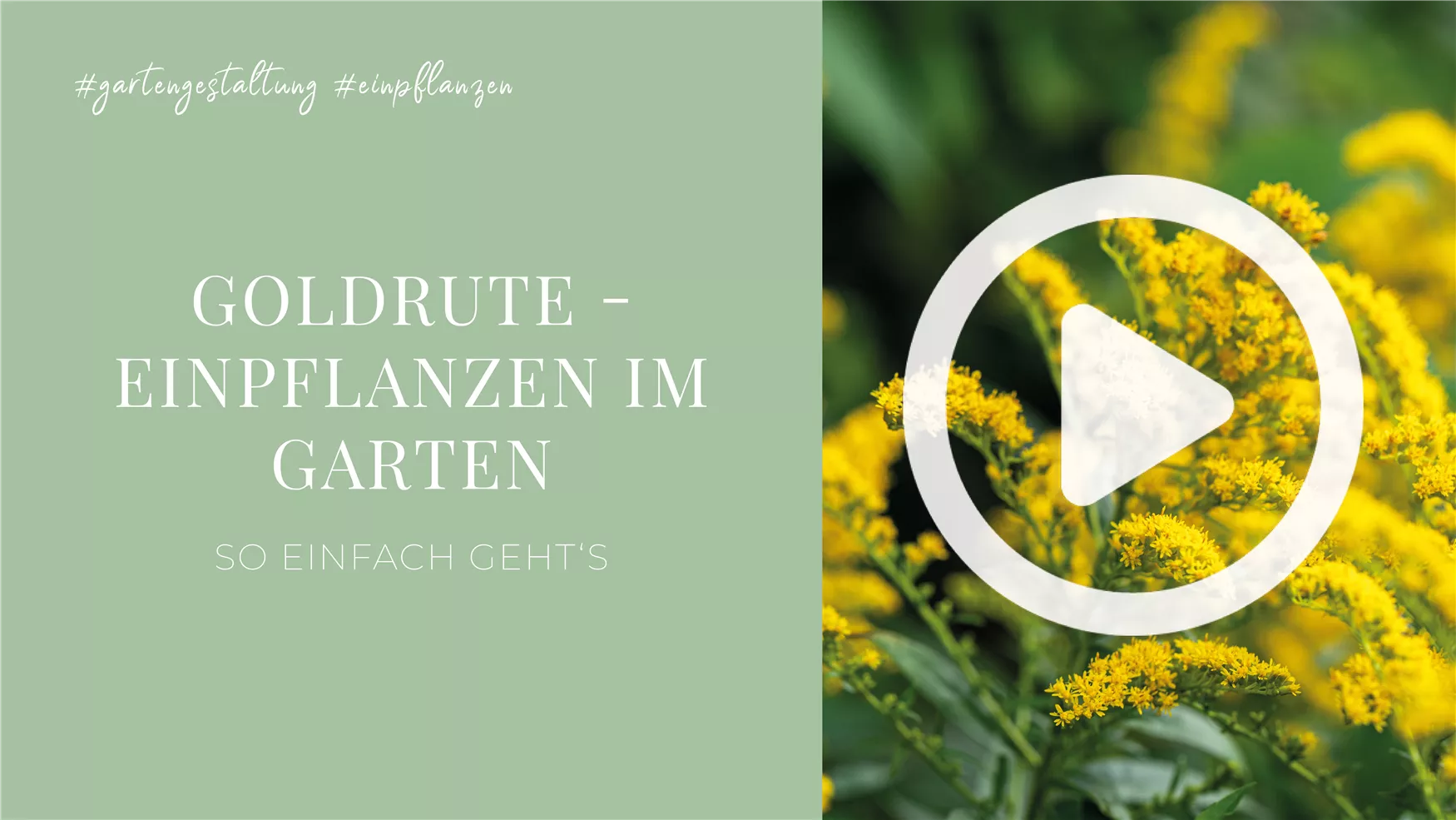 Goldrute - Einpflanzen im Garten