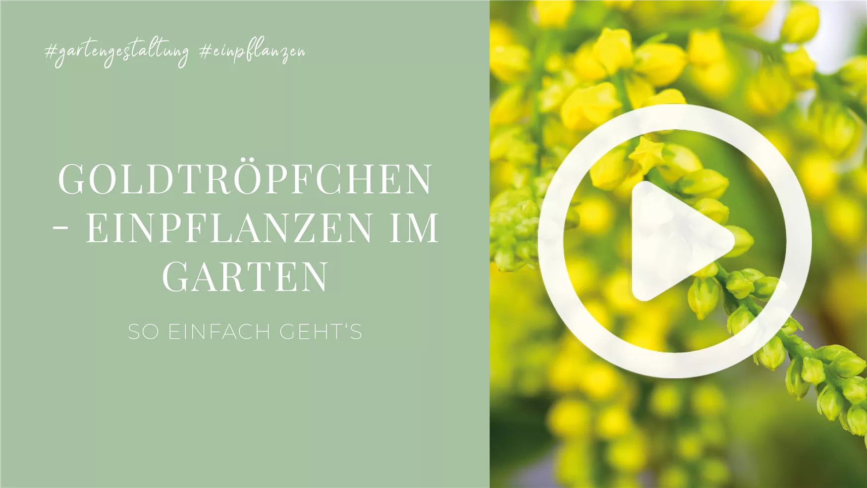 Goldtröpfchen - Einpflanzen im Garten