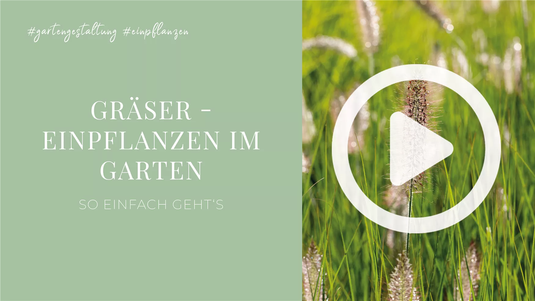 Gräser - Einpflanzen im Garten