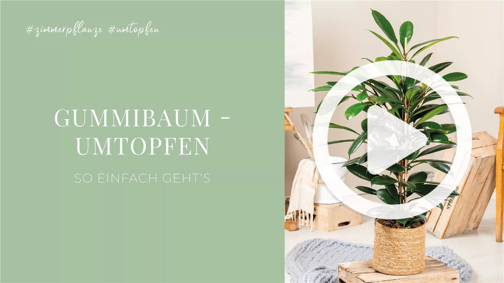 Gummibaum - Umtopfen