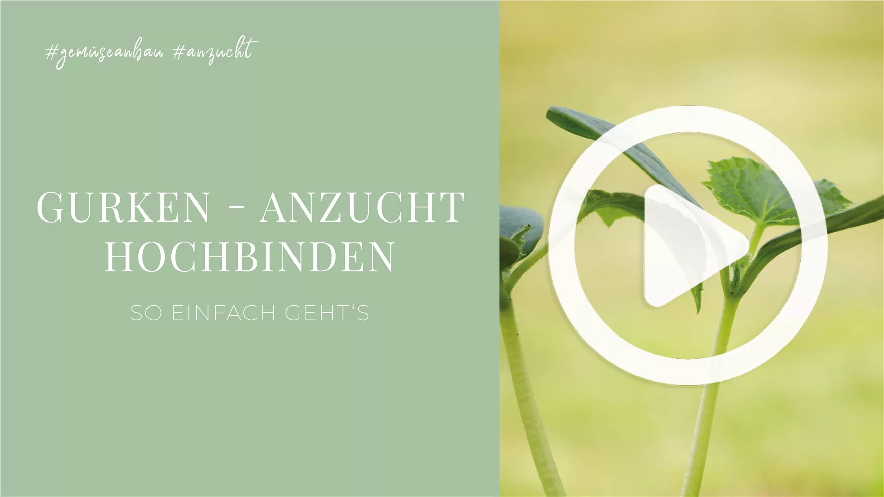 Gurken - Anzucht Hochbinden