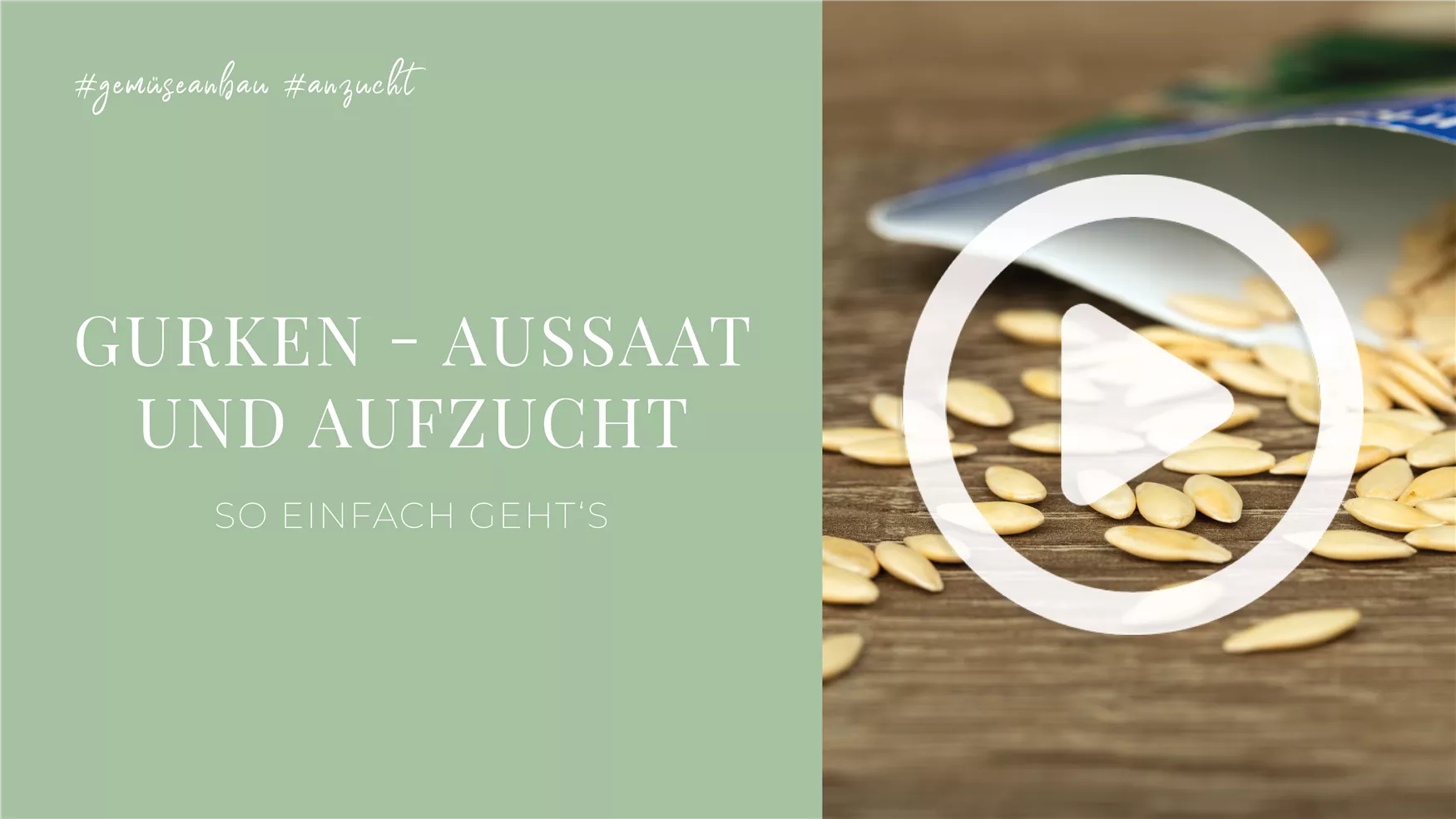 Gurken - Aussaat und Aufzucht