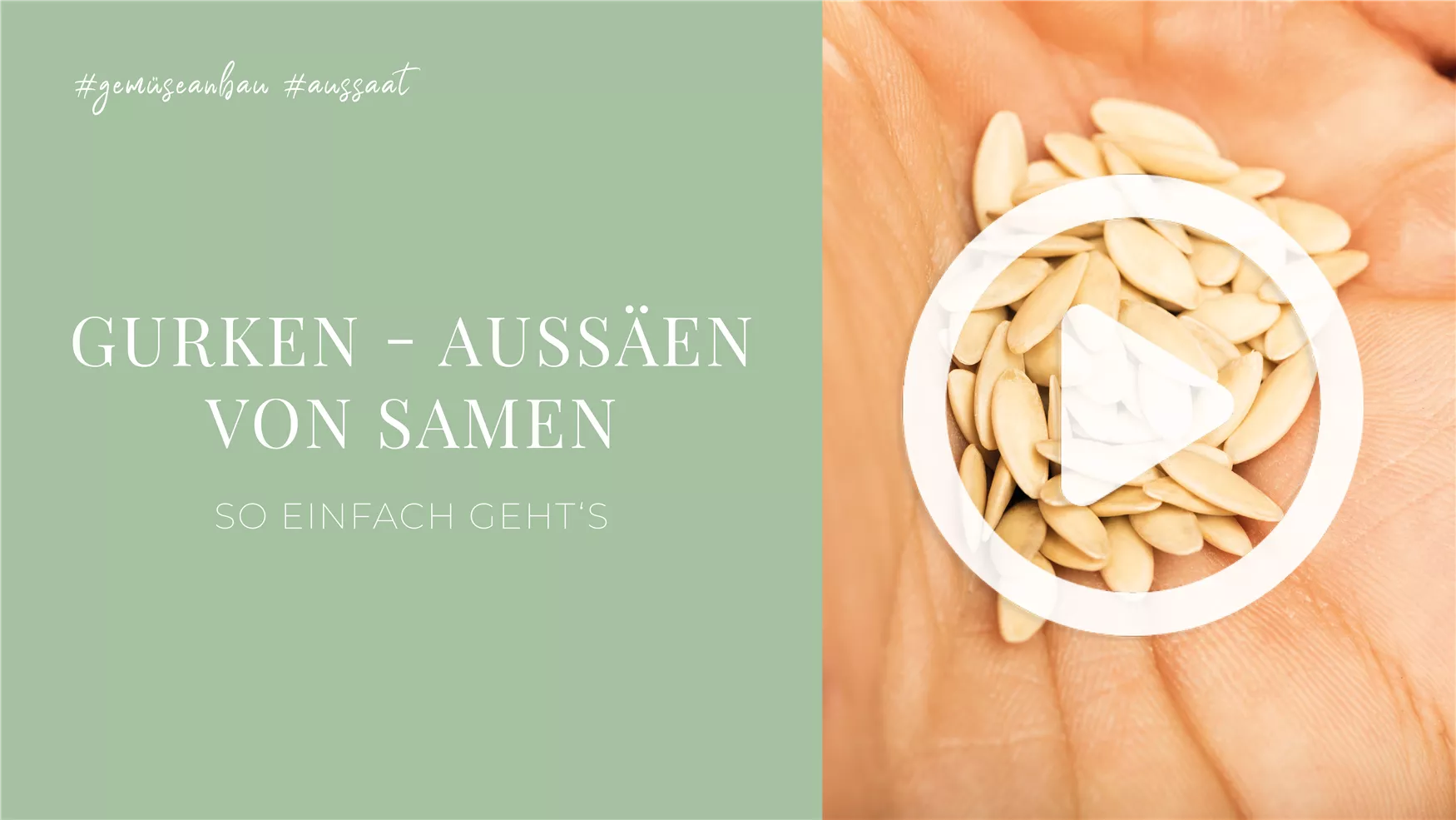 Gurken - Aussäen von Samen