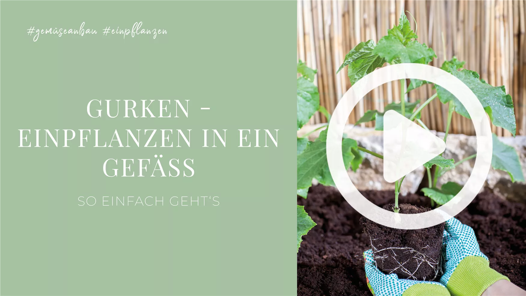 Gurken - Einpflanzen in ein Gefäß