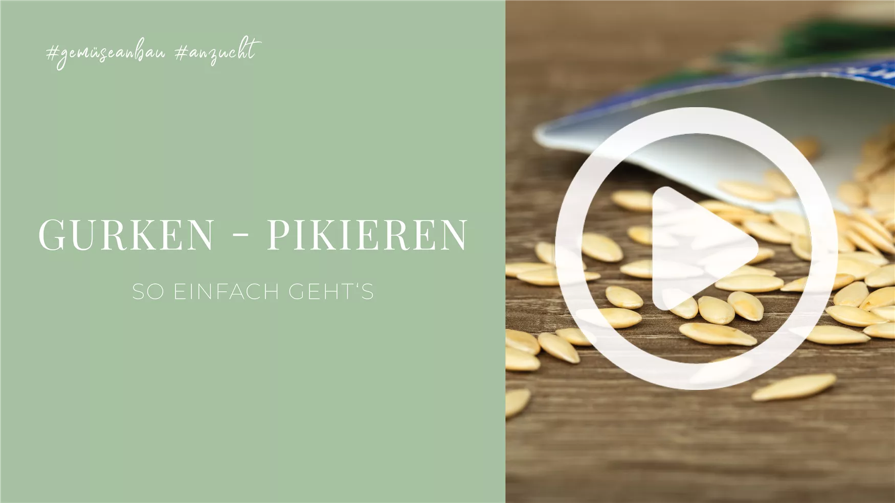 Gurken - Pikieren