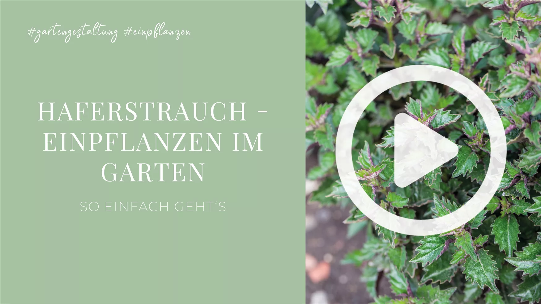 Haferstrauch - Einpflanzen im Garten