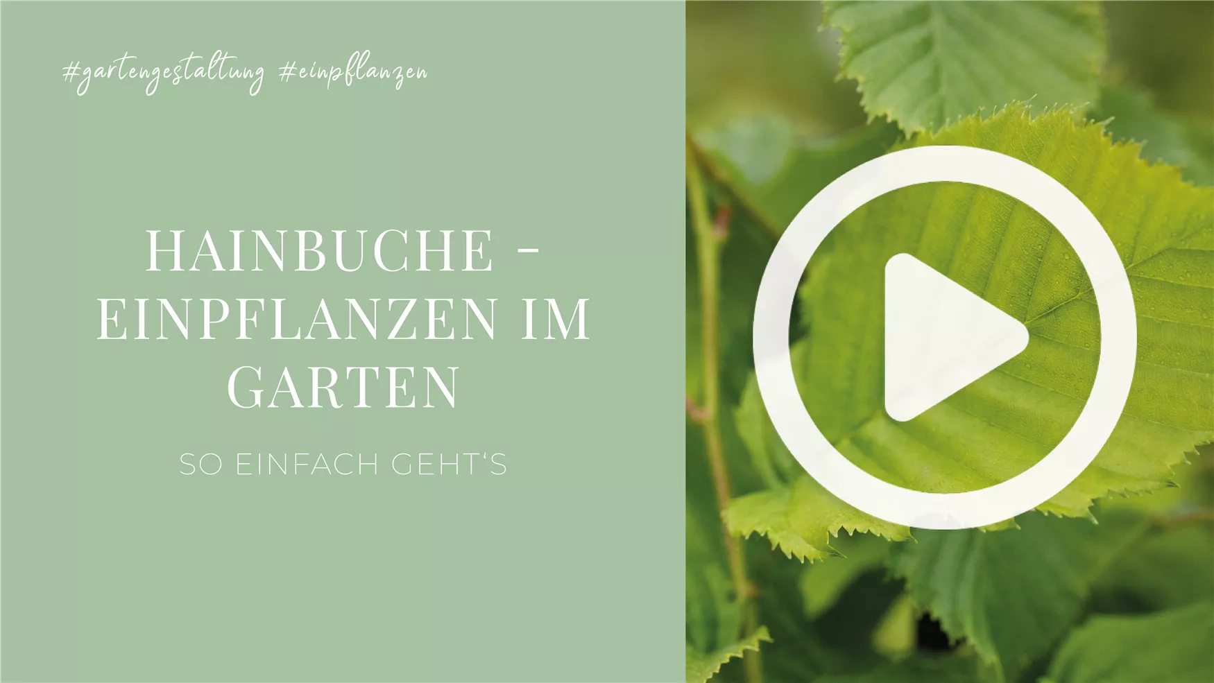 Hainbuche - Einpflanzen im Garten