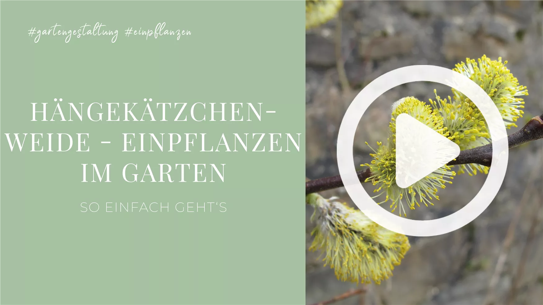 Hängekätzchenweide - Einpflanzen im Garten