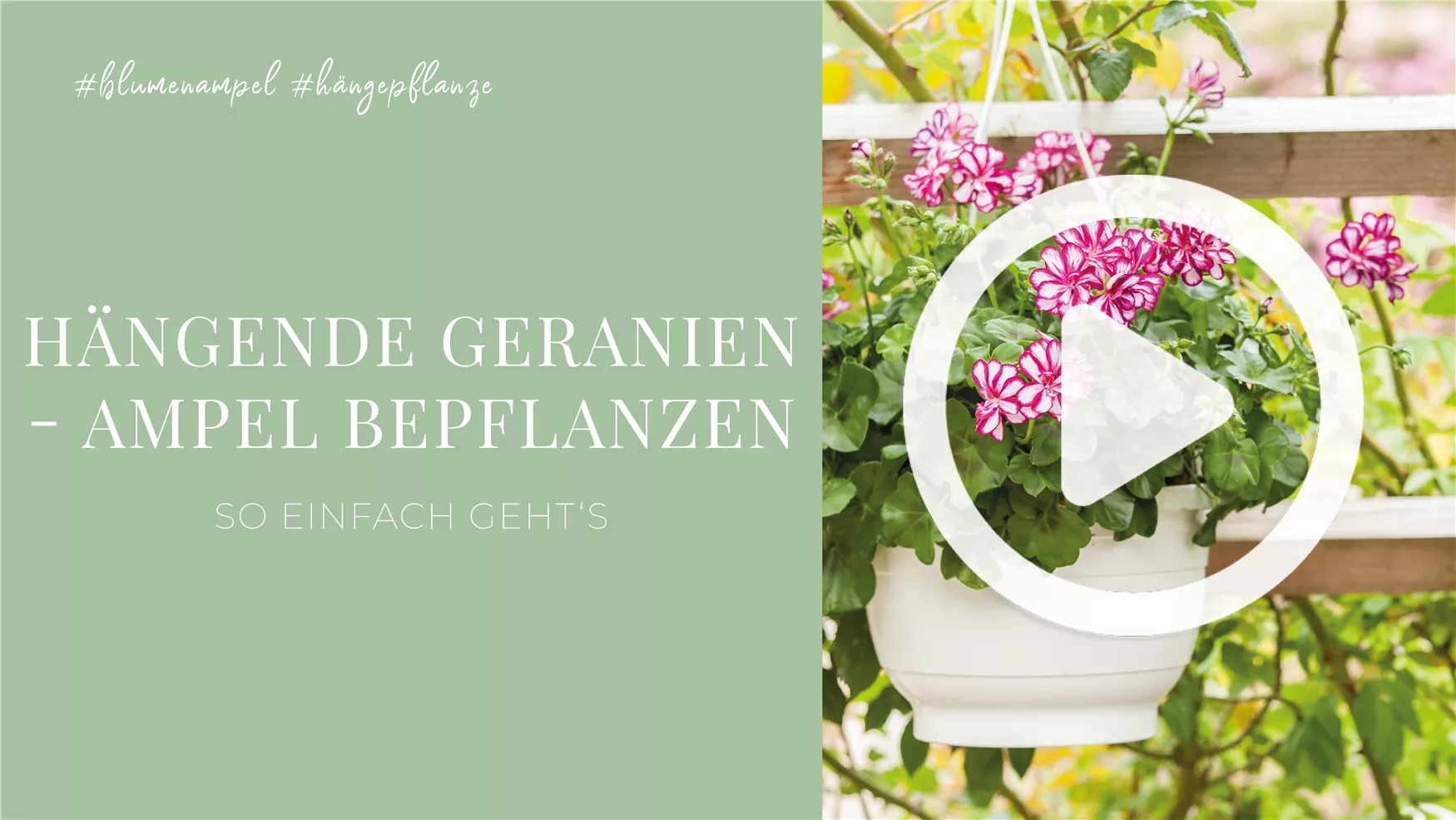 Hängende Geranien - Ampel Bepflanzen