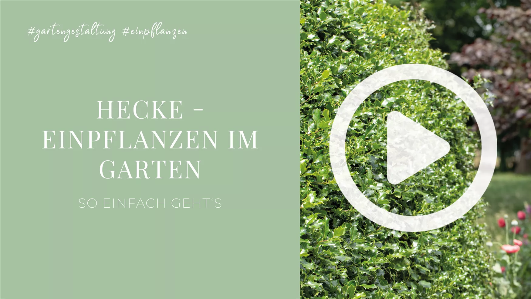 Hecke - Einpflanzen im Garten