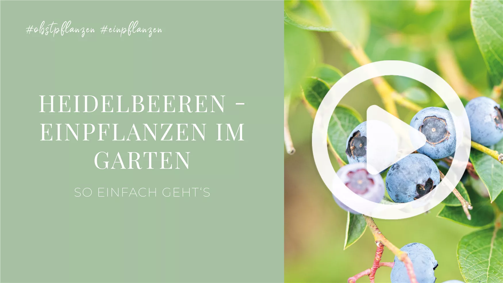 Heidelbeeren - Einpflanzen im Garten