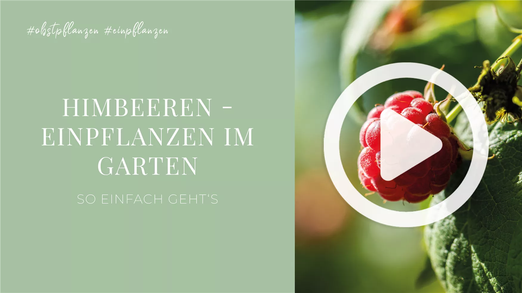 Himbeeren - Einpflanzen im Garten