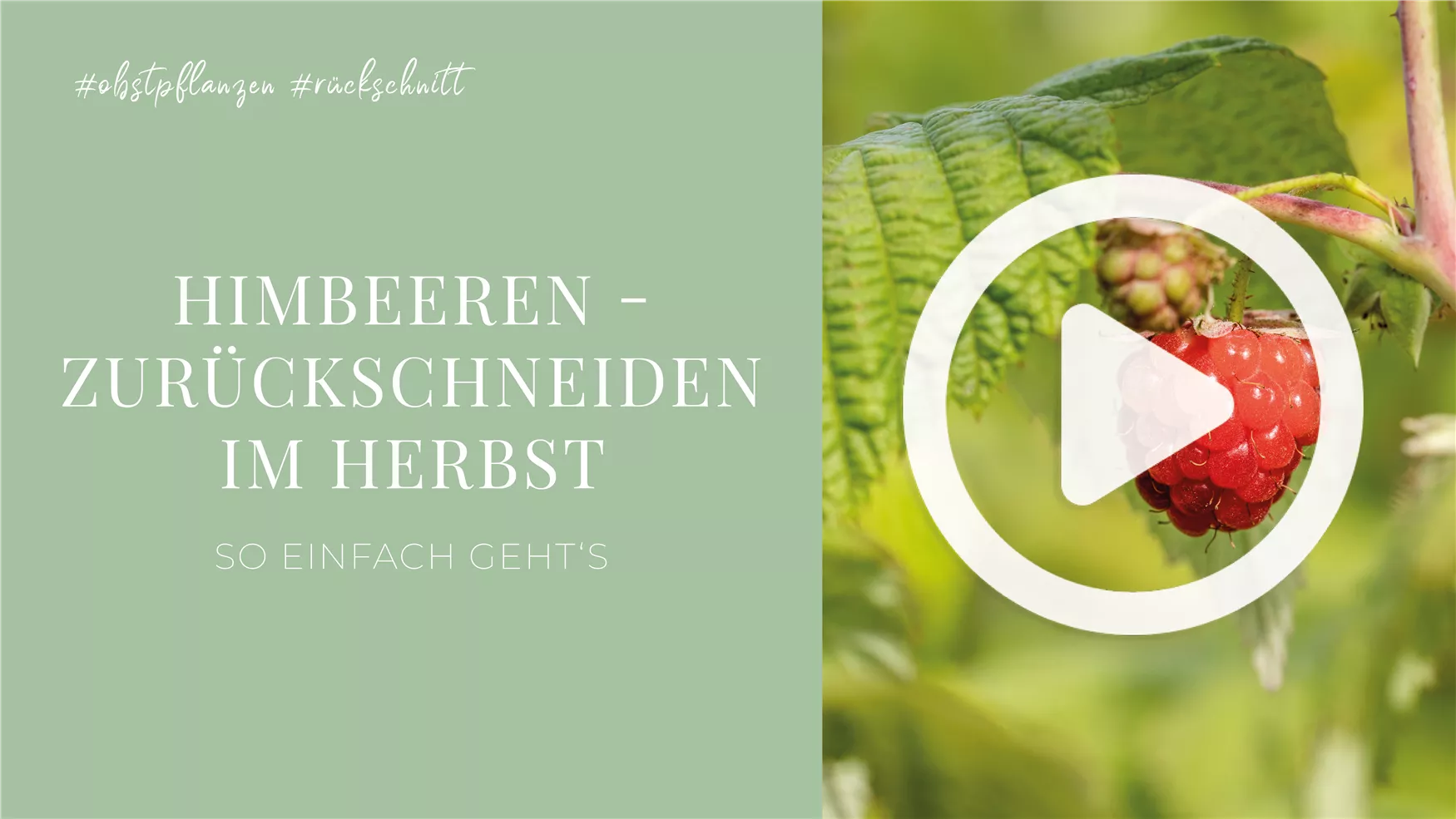 Himbeeren - Zurückschneiden im Herbst