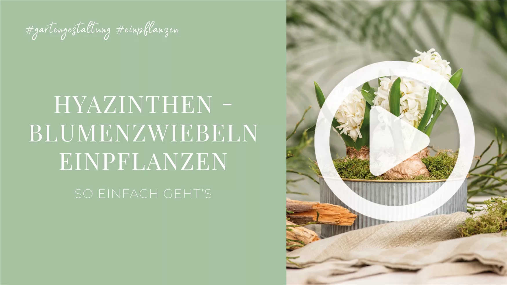 Hyazinthen - Blumenzwiebeln einpflanzen