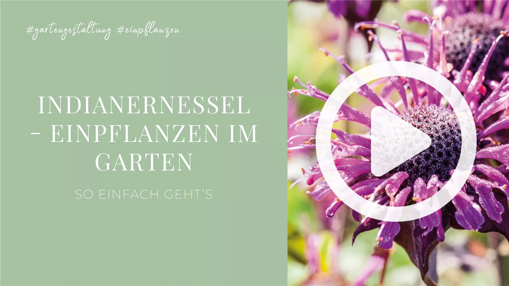 Indianernessel - Einpflanzen im Garten